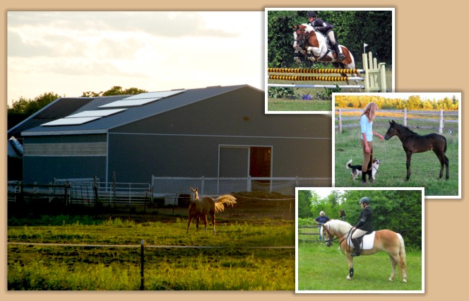 Aragon Equestrian Centre near Kingston Ontario Canada Boarding,
 Lessons,
 Horse Training,
 an Andalusian Stallion at Stud and Purebred and Partbred Andalusians for Sale.